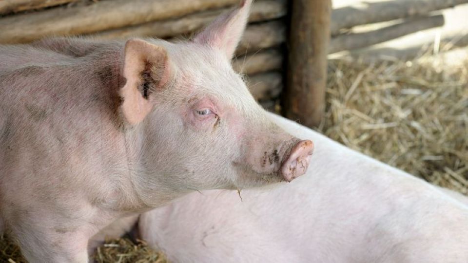 Giá heo hơi ngày 22/3: Thiết lập mặt bằng giá mới trong tuần qua