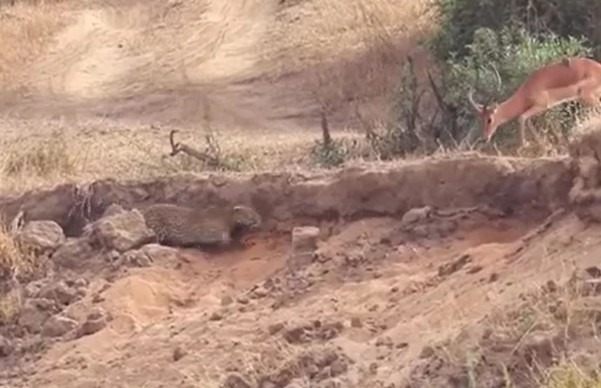 Ảnh cắt từ clip.