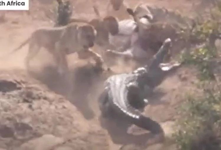 Ảnh cắt từ clip.