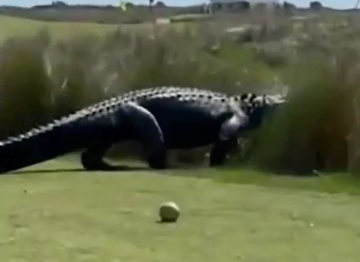 Cá sấu khổng lồ dạo sân golf, người chơi sững sờ giữa ban ngày