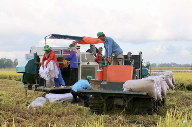 Cà Mau tăng cường kết nối doanh nghiệp, đẩy mạnh tiêu thụ lúa cho nông dân  