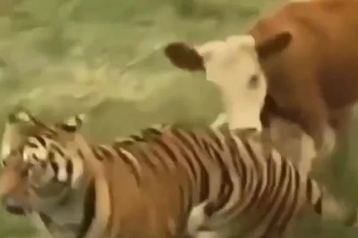 Ảnh cắt từ clip.