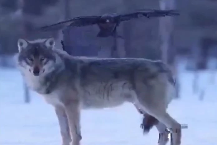 Ảnh cắt từ clip.