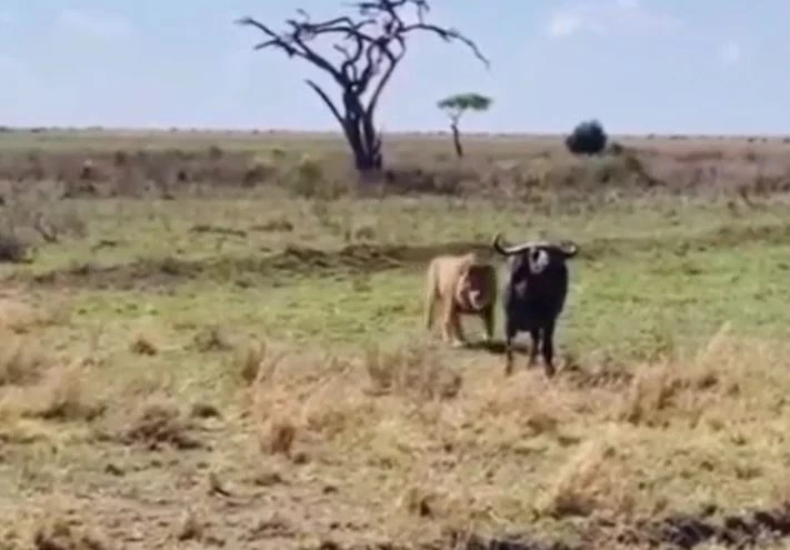 Ảnh cắt từ clip.