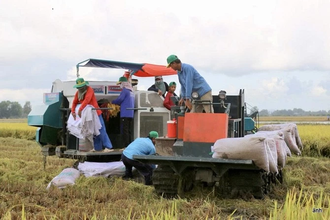 Giá lúa giảm, người nông dân gặp khó.