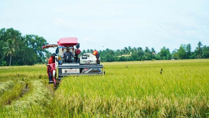 Ảnh 1 Thu hoạch lúa Đông Xuân trên địa bàn tỉnh Cà Mau
