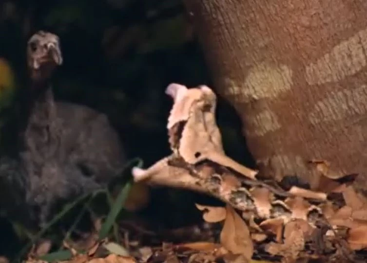 Ảnh cắt từ clip.