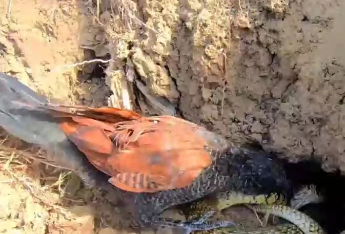 Ảnh cắt từ clip.