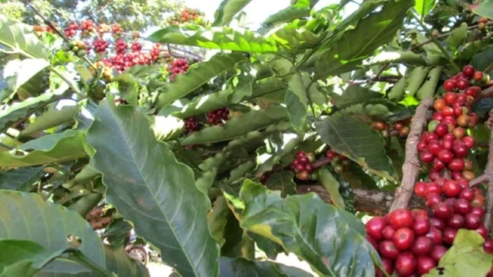 Giá nông sản ngày 26/3: Hồ tiêu, cà phê đồng loạt tăng mạnh