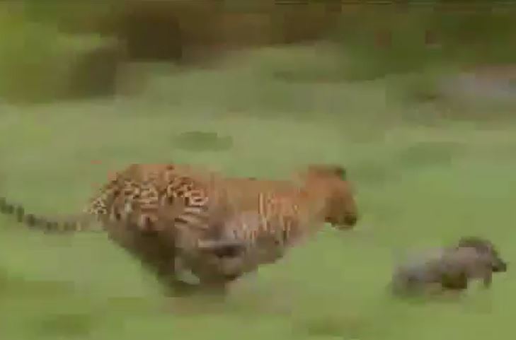 Lợn rừng con 'bẻ lái' thần sầu, báo đốm bất lực nhìn con mồi thoát thân