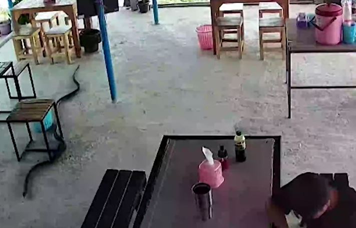 Đang lướt điện thoại, nam thanh niên vội vã bỏ chạy khi rắn hổ mang trườn ngay trước mặt