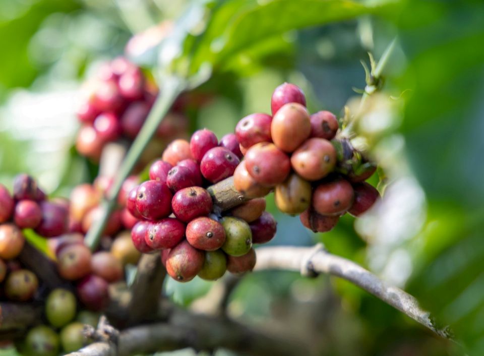 Giá nông sản ngày 27/3: Cà phê nhích nhẹ, hồ tiêu duy trì ổn định, lúa gạo điều chỉnh nhẹ