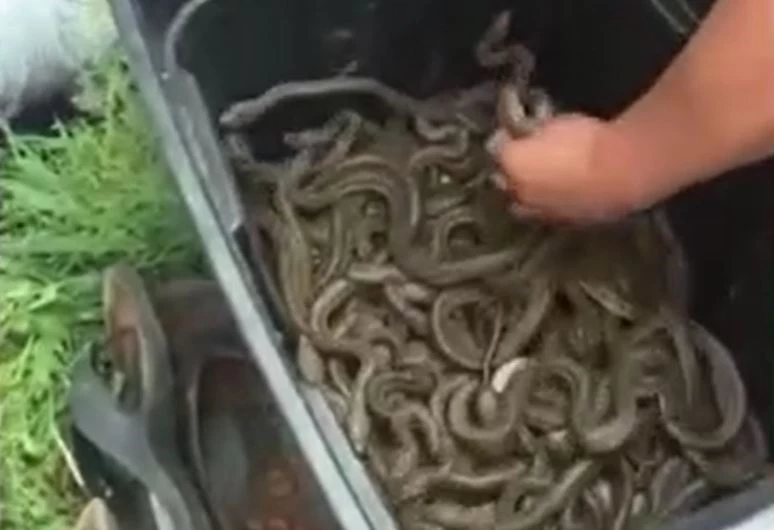 Ảnh cắt từ clip.