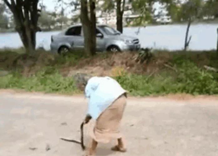 Cụ bà 74 tuổi tay không quật chết rắn chuột giữa đường