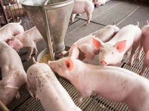 Giá heo hơi ngày 28/3: Đà giảm chưa dừng, có nơi chạm 62.000 đồng/kg