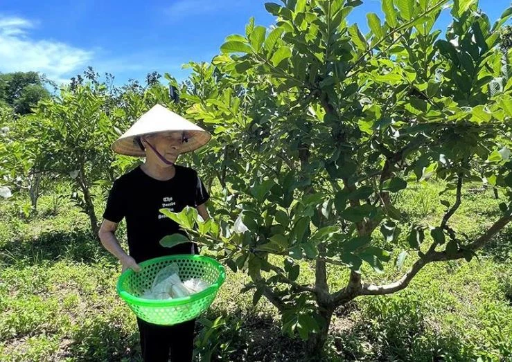 Người dân xã Xuân Bình áp dụng kỹ thuật bao trái ổi. Ảnh: Báo Thanh Hóa.