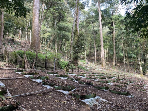 Kiến nghị đẩy mạnh ứng dụng công nghệ, mở rộng vùng trồng để nâng tầm Sâm Ngọc Linh