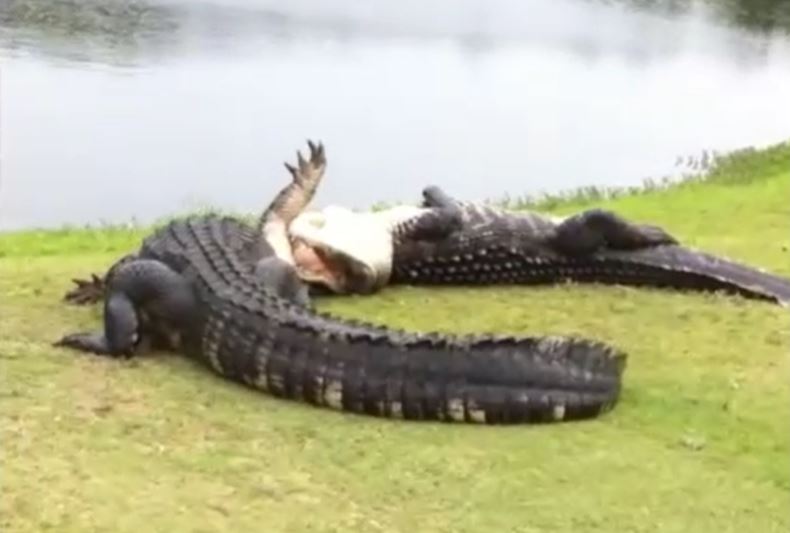 Cá sấu giao chiến trên sân golf, một con mất răng sau cuộc đối đầu