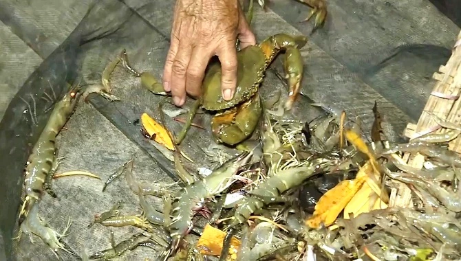 Ảnh 3 Thu hoạch tôm, cua dưới tán rừng ngập mặn ở Cà mau.