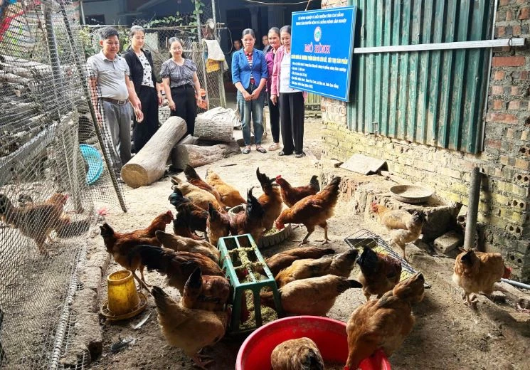 Mô hình chăn nuôi gà thương phẩm gắn với liên kết, tiêu thụ sản phẩm tại xã Hòa An. Ảnh: Báo Cao Bằng.