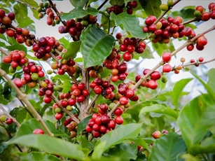 Giá nông sản ngày 29/3: Cà phê giảm nhẹ, hồ tiêu phục hồi mạnh