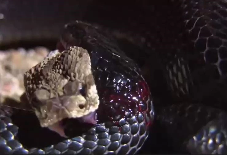 Ảnh cắt từ clip.