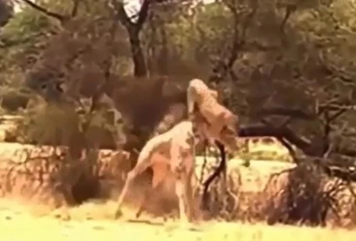 Ảnh cắt từ clip.