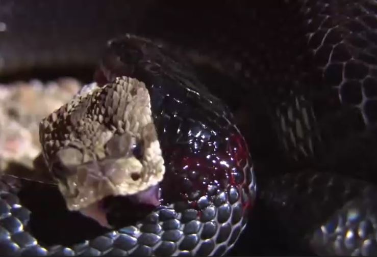 Rắn đuôi chuông thua thảm, bị đối thủ nuốt chửng