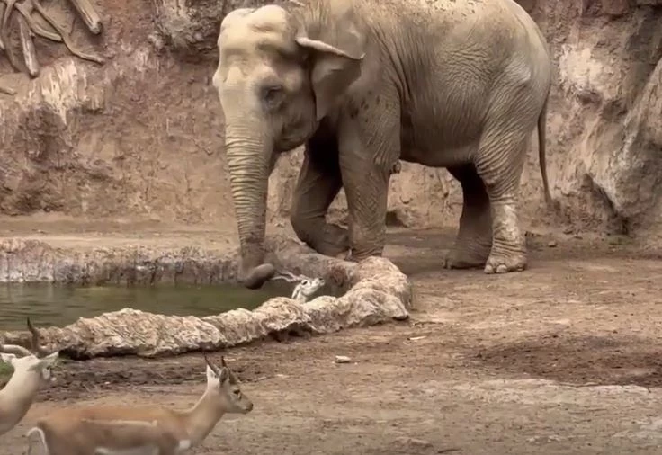 Ảnh cắt từ clip.