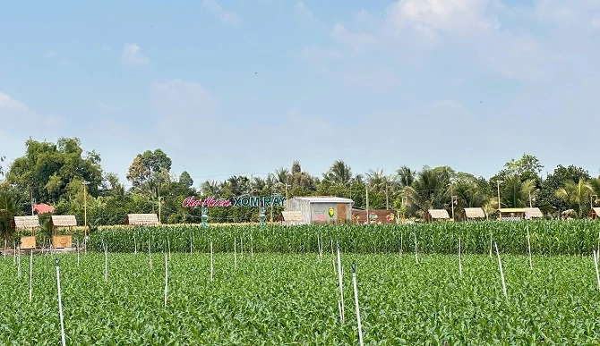 +ảnh 1: Chợ phiên Xóm Rẫy nằm giữa không gian đồng ruộng yên bình. (Ảnh: An Xuyên). +ảnh 1: Chợ phiên Xóm Rẫy nằm giữa không gian đồng ruộng yên bình. (Ảnh: An Xuyên).