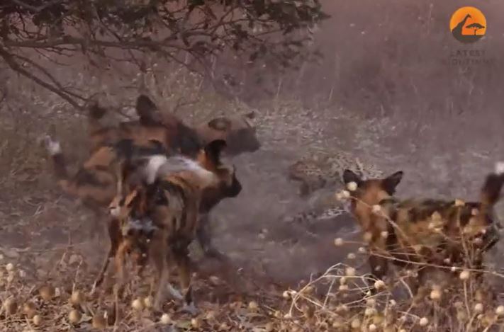 Báo hoa mai bị đàn chó hoang tấn công dữ dội và cú thoát thân nghẹt thở phút cuối
