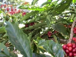 Giá nông sản ngày 31/3: Hồ tiêu tăng mạnh, cà phê nhích nhẹ