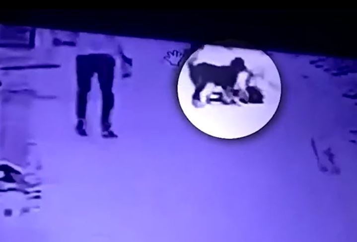 Bé gái bị chó Pitbull tấn công giữa đường, thanh niên lao vào giải cứu trong tích tắc