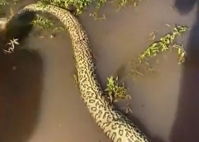 Ảnh cắt từ clip.