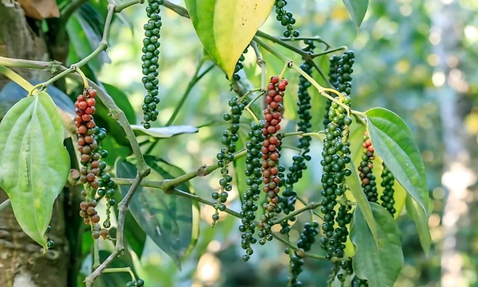 Giá nông sản ngày 1/4: Cà phê lao dốc, hồ tiêu bật tăng trở lại