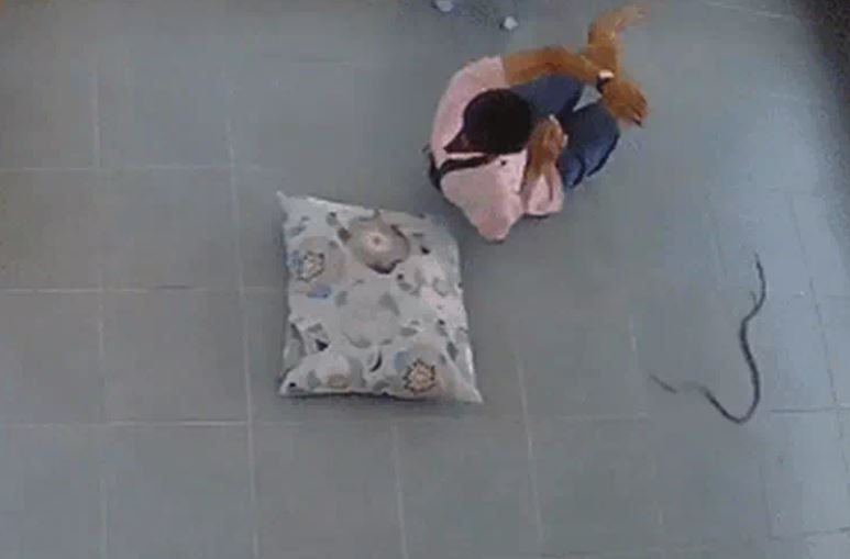 Đang ngủ trưa, cụ ông 60 tuổi giật mình bỏ chạy khi rắn bò sát bên