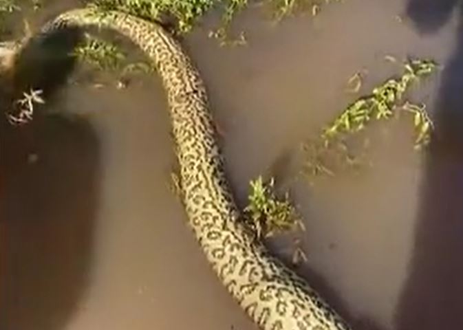 Chọn phải con mồi khó xơi, trăn anaconda phải trả giá bằng cả mạng sống