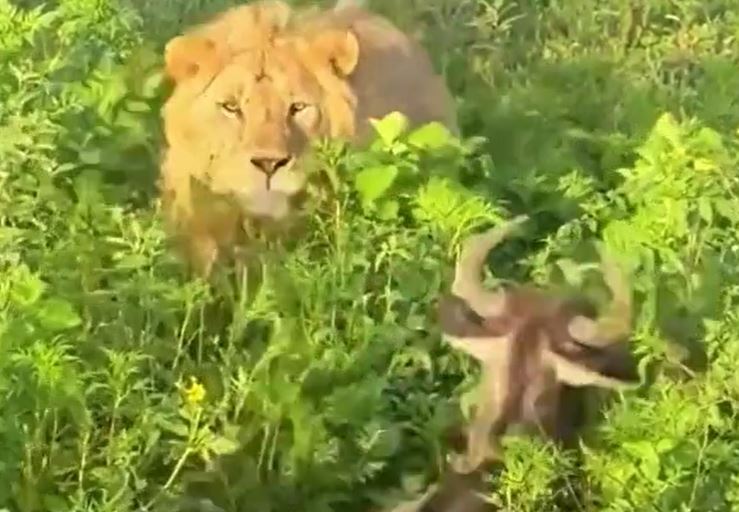 Linh dương đang nghỉ ngơi thì bị sư tử phục kích, hạ gục trong tích tắc