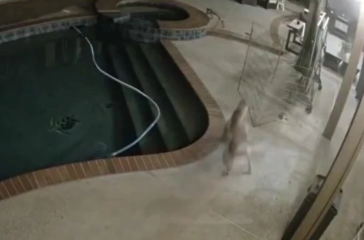 Ảnh cắt từ clip.