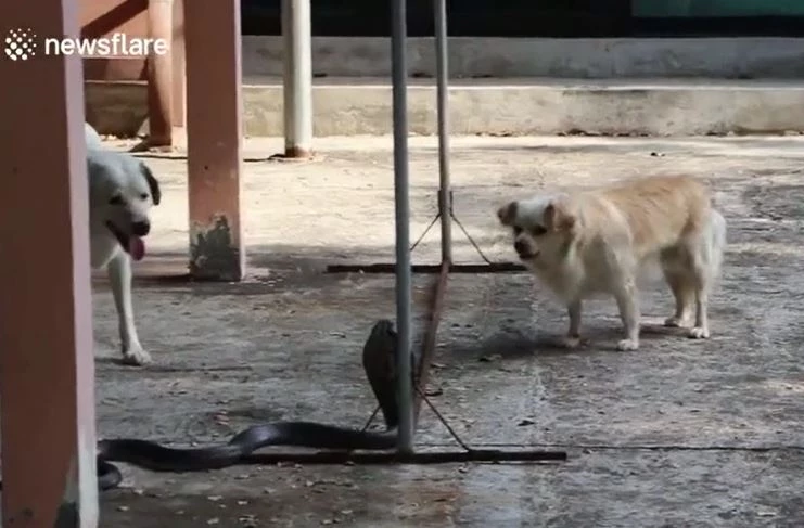 Ảnh cắt từ clip.