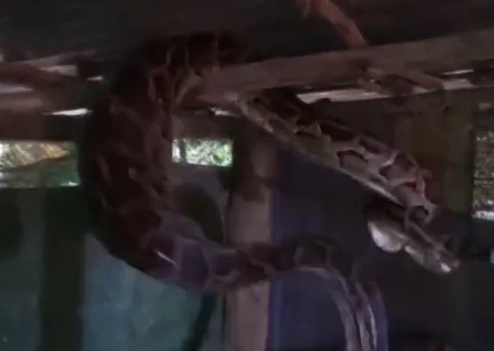 Ảnh cắt từ clip.