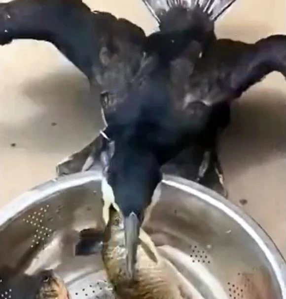 Ảnh cắt từ clip.