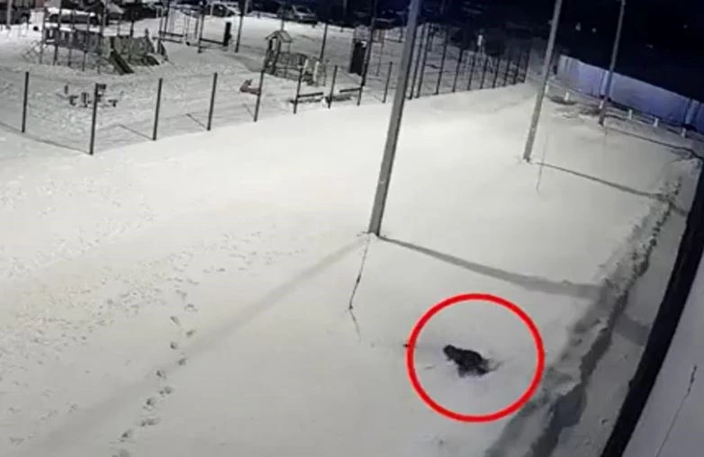 Ảnh cắt từ clip.