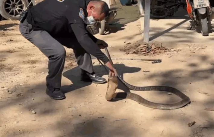 Tay không khống chế rắn hổ mang chúa dài 3 mét trong bếp nhà dân