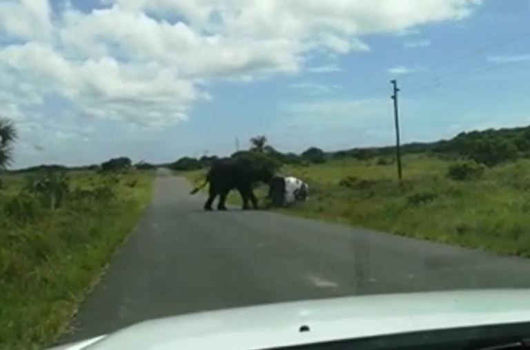 Voi rừng điên loạn lật ngửa ô tô, gia đình 4 người thoát chết khó tin