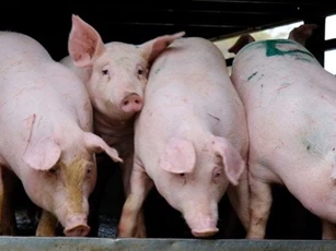Giá heo hơi ngày 4/4: Miền Bắc ổn định, miền Nam tăng mạnh