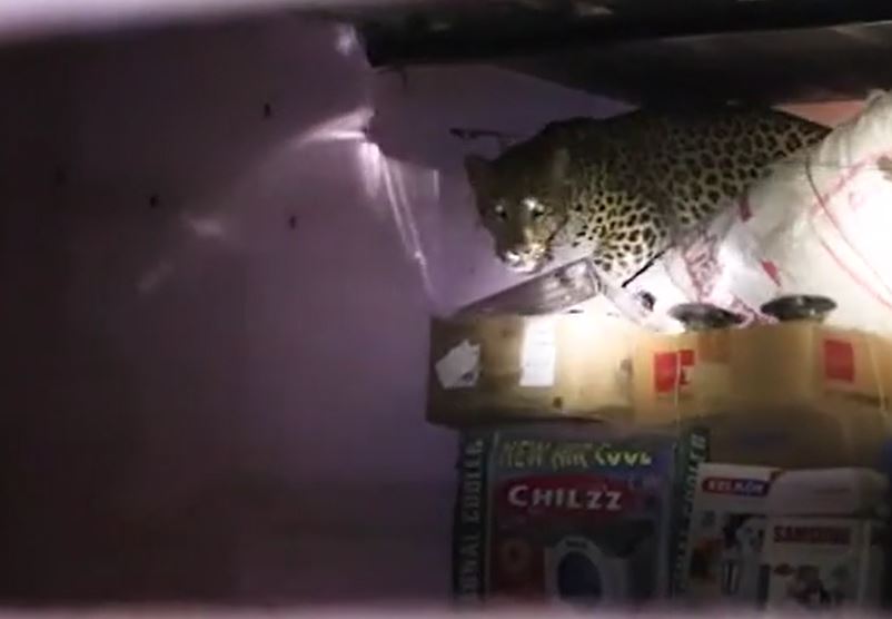 Báo hoa mai bất ngờ xông vào nhà dân giữa bữa tối, cả gia đình hoảng loạn tháo chạy