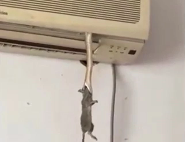 Ảnh cắt từ clip.