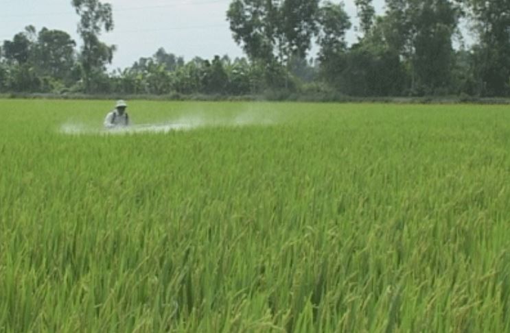 Vĩnh Long: Đẩy mạnh phát triển vùng chuyên canh lúa chất lượng cao, phát thải thấp