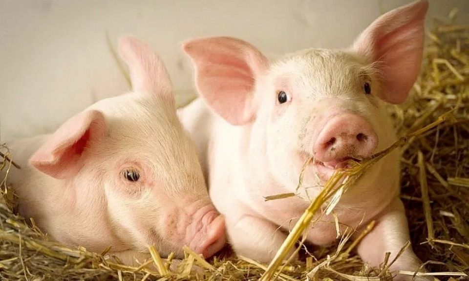 Giá heo hơi ngày 5/4: Thị trường dao động trái chiều trong tuần qua